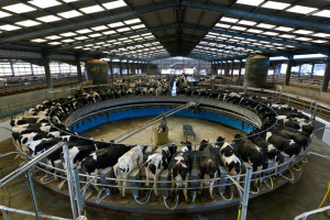 Rotary Milking Parlour on a Modern UK Dairy Farm