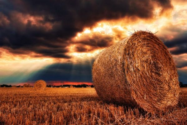 agricoltura italiana