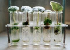 Biotecnologie agrarie, news dal mondo