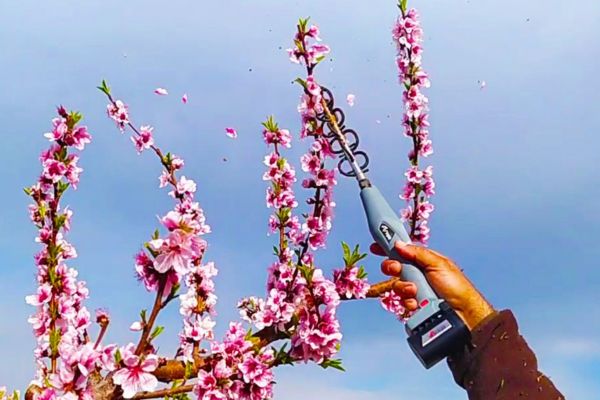 fiori frutticini