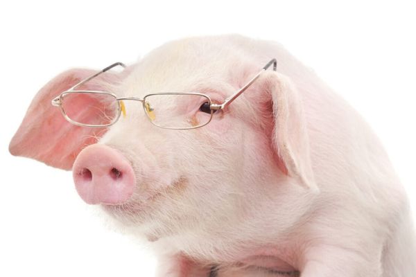 modifiche genetiche animali vegetali