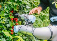 ChatGpt raccoglie anche i pomodori