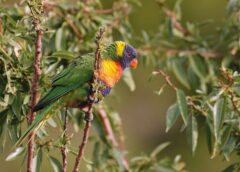 La fauna selvatica da problema a risorsa