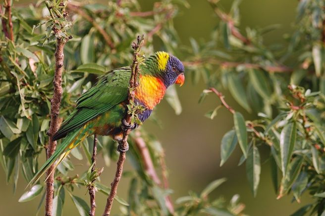 fauna selvatica