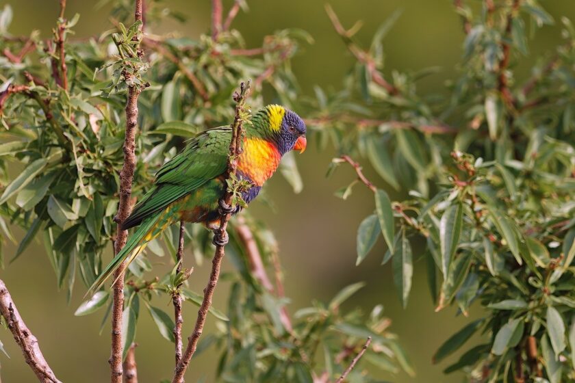 fauna selvatica