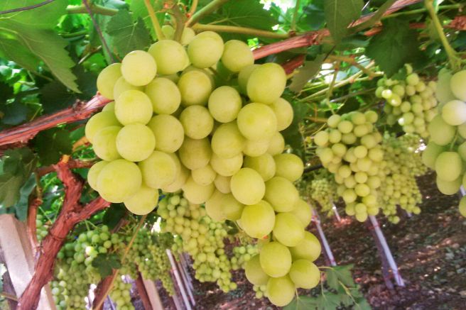 uva fungicidi